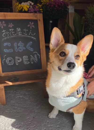 犬