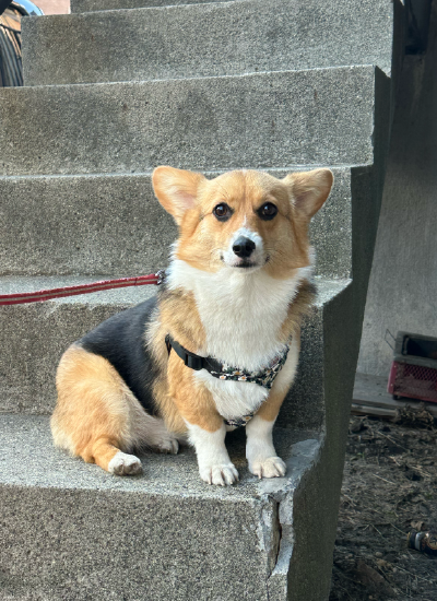 犬５